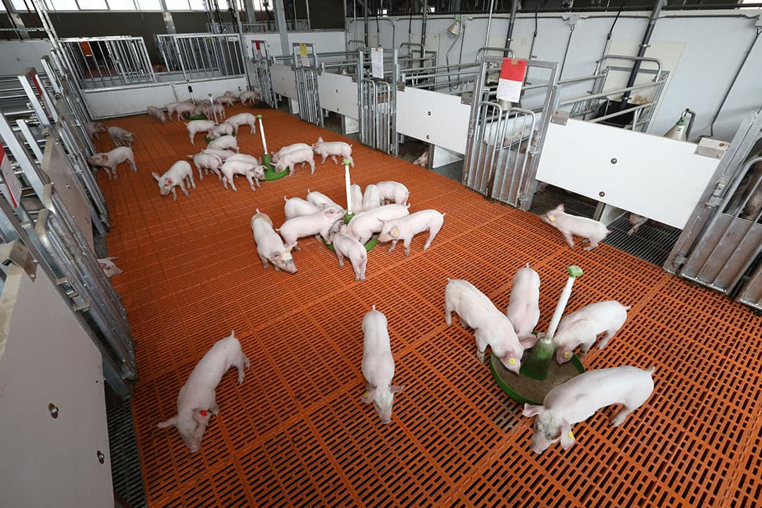 De schotjes van de kraamhokken gaan direct na de eerste week omhoog. - Foto: Henk Riswick