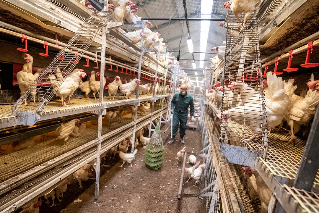 Ondernemer Harry van den Berg loopt graag tussen de kippen. Zijn focus ligt op de dieren, om snel in te kunnen grijpen als er onverhoopt eens iets aan de hand is. “Goed observeren is belangrijk om de conditie van de kippen te checken.” - Foto's: Anne van der Woude