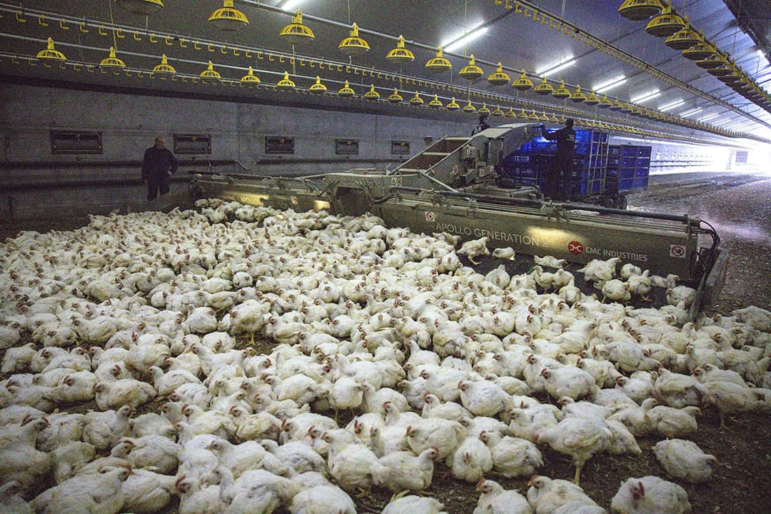 De vleeskuikens van Arian Oostvogels worden machinaal geladen. - Foto's: Peter Roek