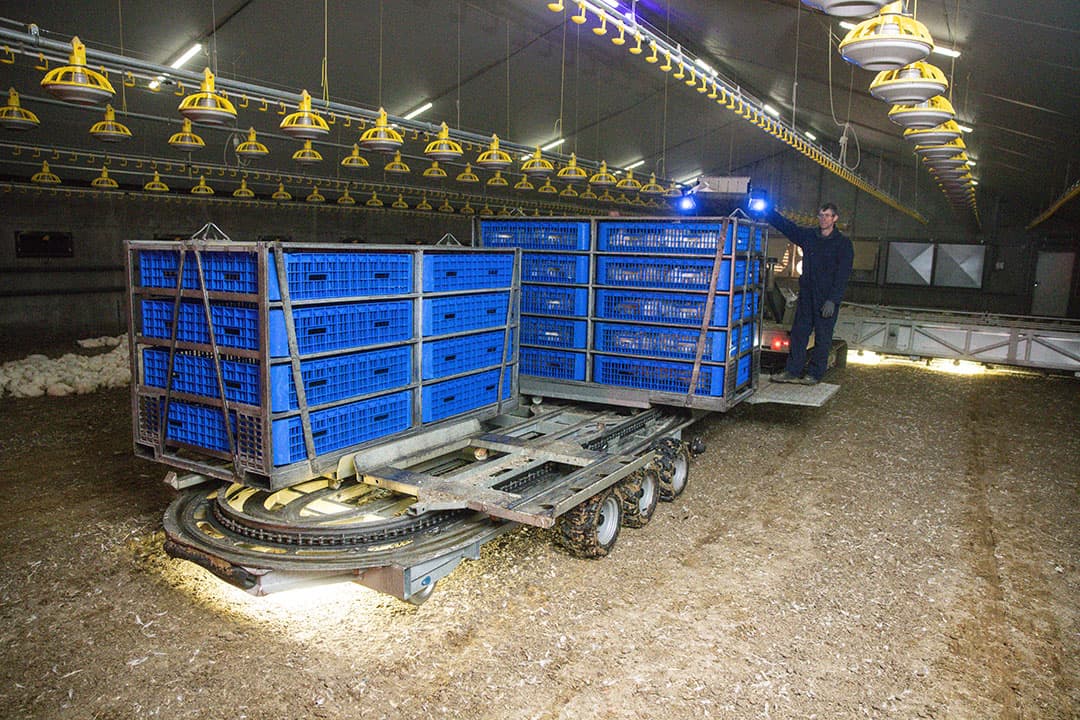 De containers – zowel de volle als de lege – blijven op de vangmachine en komen niet in contact met de mest in de stal.