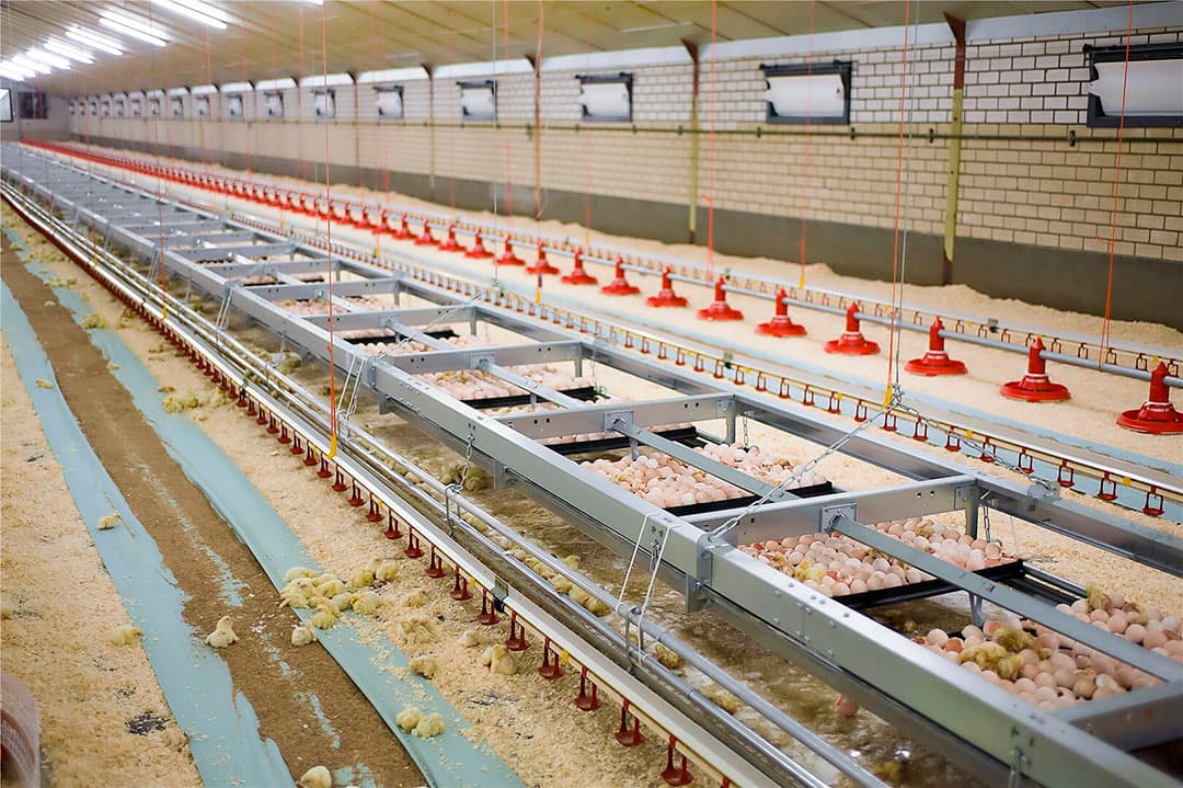 Pluimveehouder Kees Koolen installeerde het X-Treck-broedsysteem in alle stallen op zijn bedrijf. - Foto: Dick van Doorn
