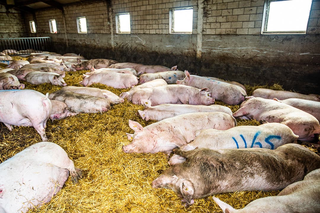 Voordeel van het Big Litter-concept ten opzichte van pleegzeugen is dat de zeug in haar weekgroep kan blijven en niet inlevert op prestaties.
