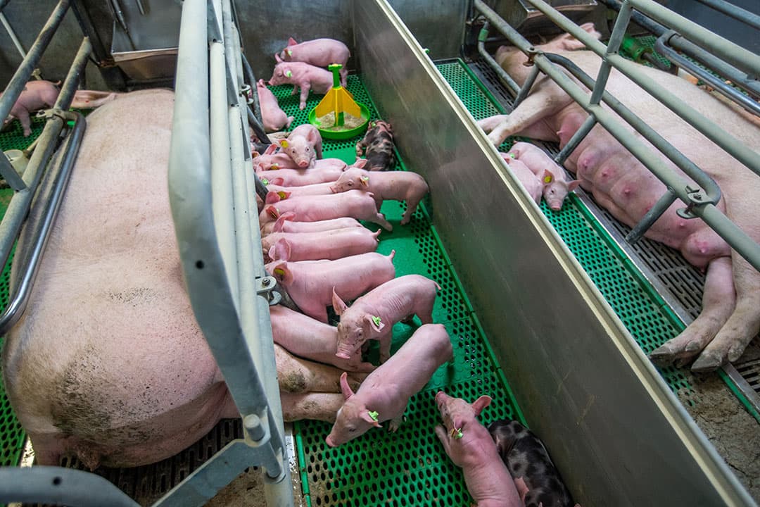 Beerens haalt bij een goede zeug de biggen weg, verdeelt die over 2 andere zeugen. De eerste zeug krijgt de kleinere biggen uit andere tomen. Zo brengen ze tot 21 biggen groot.