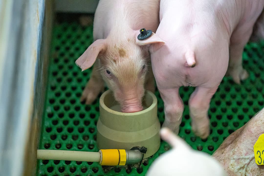 De biggen worden via een cupsysteem bijgevoerd. Geen enkele big drinkt alleen bij de zeug. De biggen wisselen af met de cup.