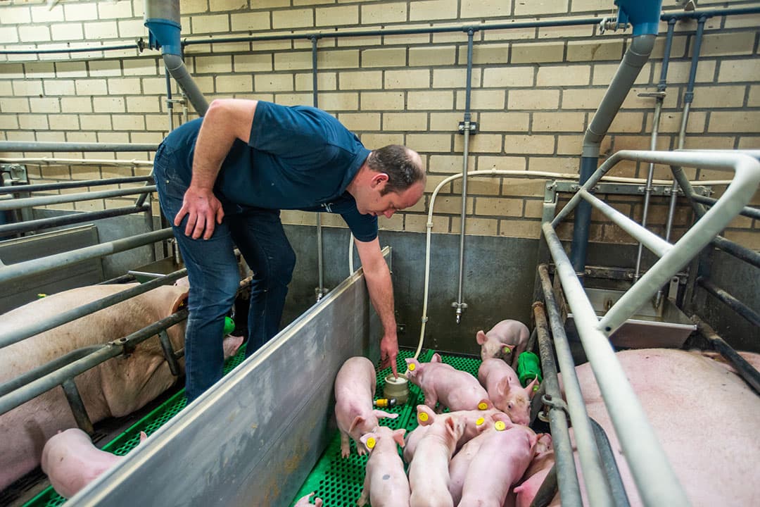 In het rondgaand systeem hebben de biggen van varkenshouder .. Beerens altijd melk tot hun beschikking. Beerens kan er ook premix mee voeren. - Foto: Bert Jansen