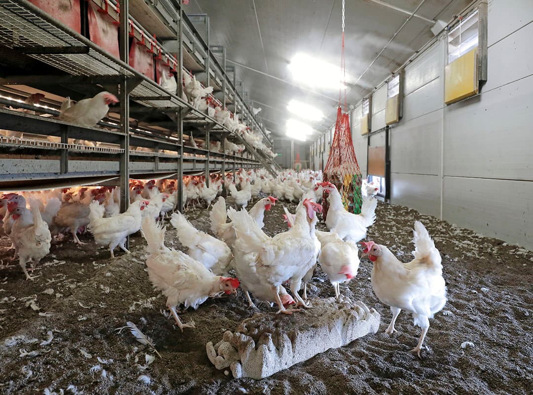 Nevelkoeling, met een hogedrukleiding boven de luchtinlaten, is in vleeskuikenstallen al gemeengoed, maar wordt ook in steeds meer legstallen gemonteerd. - Foto: Ruud Ploeg