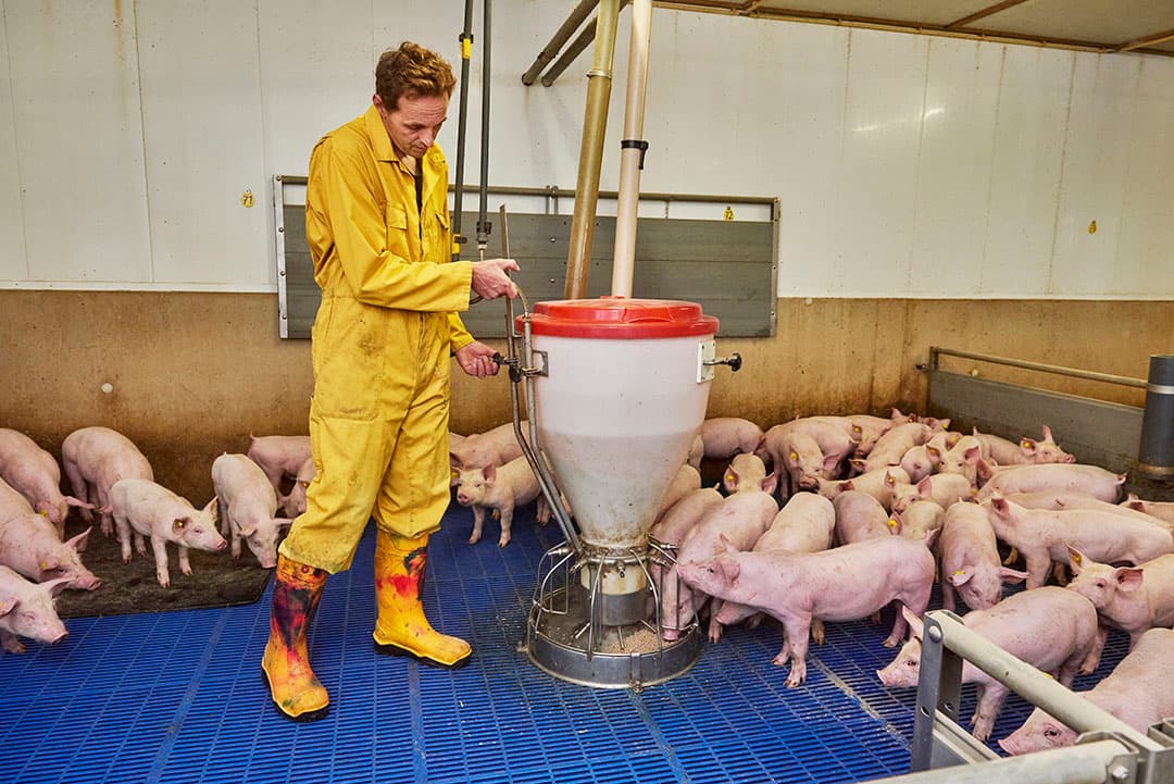 Varkenshouder Richard van Boxtel maakt gebruik van de de Vewi Feeder. - Foto: Van Assendelft Fotografie