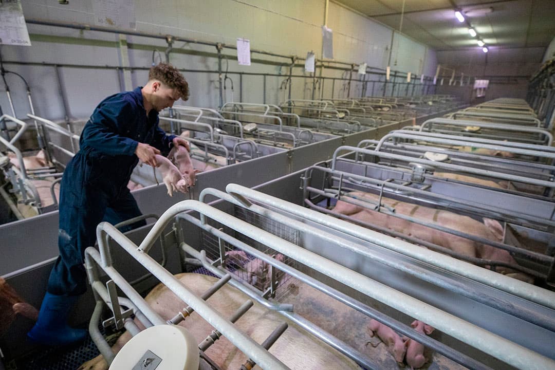 Een deel van de pasgeboren biggen die biest op heeft gaat tijdelijk achter een hekje, zodat de overige dieren ook voldoende biest binnen krijgen. - Foto's: Anne van der Woude