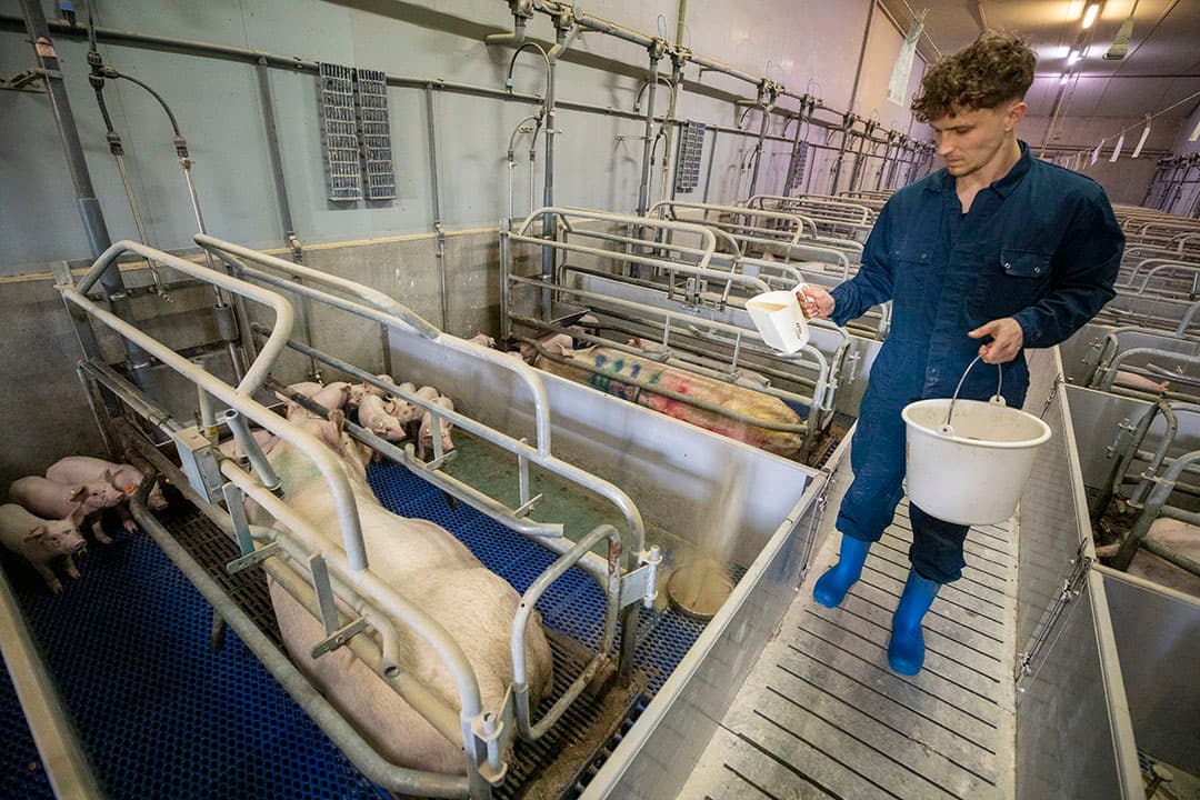 De biggen krijgen wel droogvoer voor het spenen, mede om te wennen aan vast voer.
