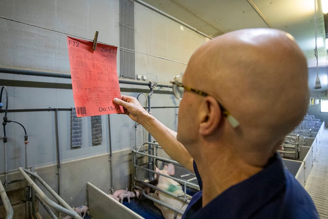 Via kleuren, onder meer van zeugenkaarten, wordt veel visueel gemaakt in de stal. Dat geeft duidelijkheid.