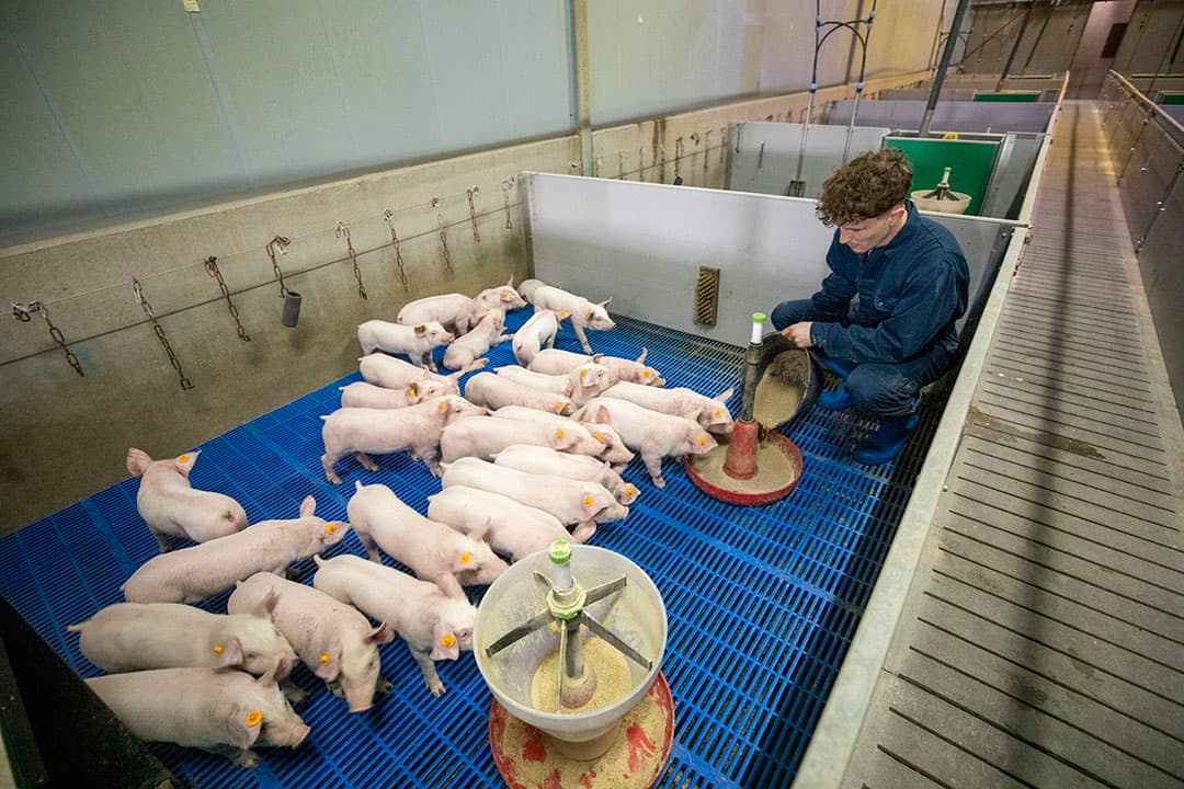 Door na spenen aanvullend vers drinkwater en voer te verstrekken wil Jorno Broeders de speendip verder verminderen.