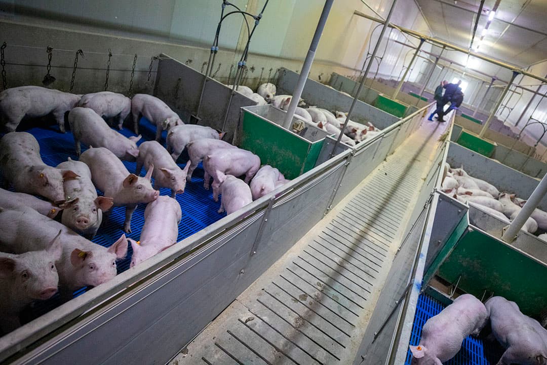 De biggen groeien als kool. Na een zoog- en opfokperiode van iets meer dan tien weken weken ze gemiddeld 26,5 kilo en gaan ze weg voor export.