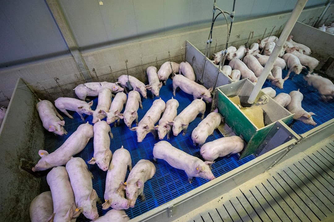 De biggen en gelten worden gescheiden opgelegd in de opfokstal. De lichtere biggen direct bij de entree van de afdeling.