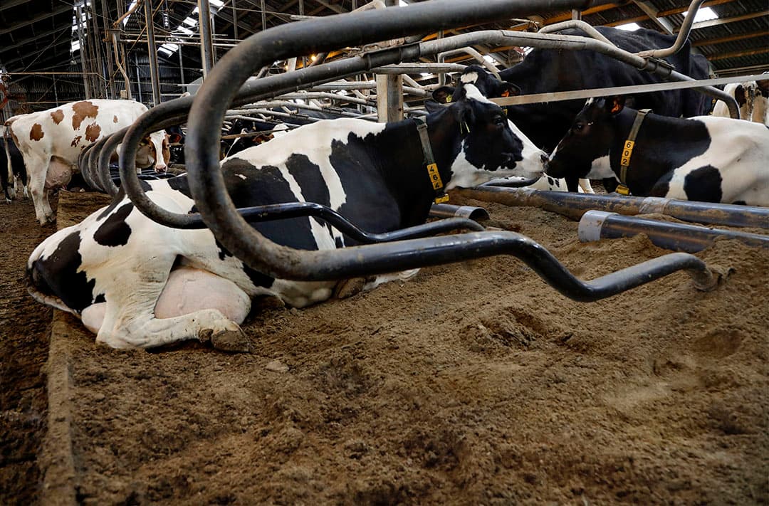 Het koecomfort met biobedding is groot, de koeien zijn schoon, hebben geen beschadigingen en liggen langer in de boxen. - Foto: Wim Kooijman