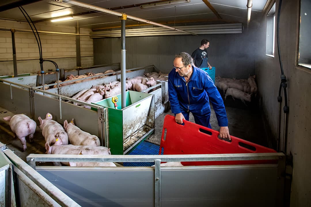 Vader en zoon Ruitenberg selecteren de biggen en drijven deze naar de centrale gang. Daar brengt de medewerker deze naar de laadklep. - Foto's: Ronald Hissink