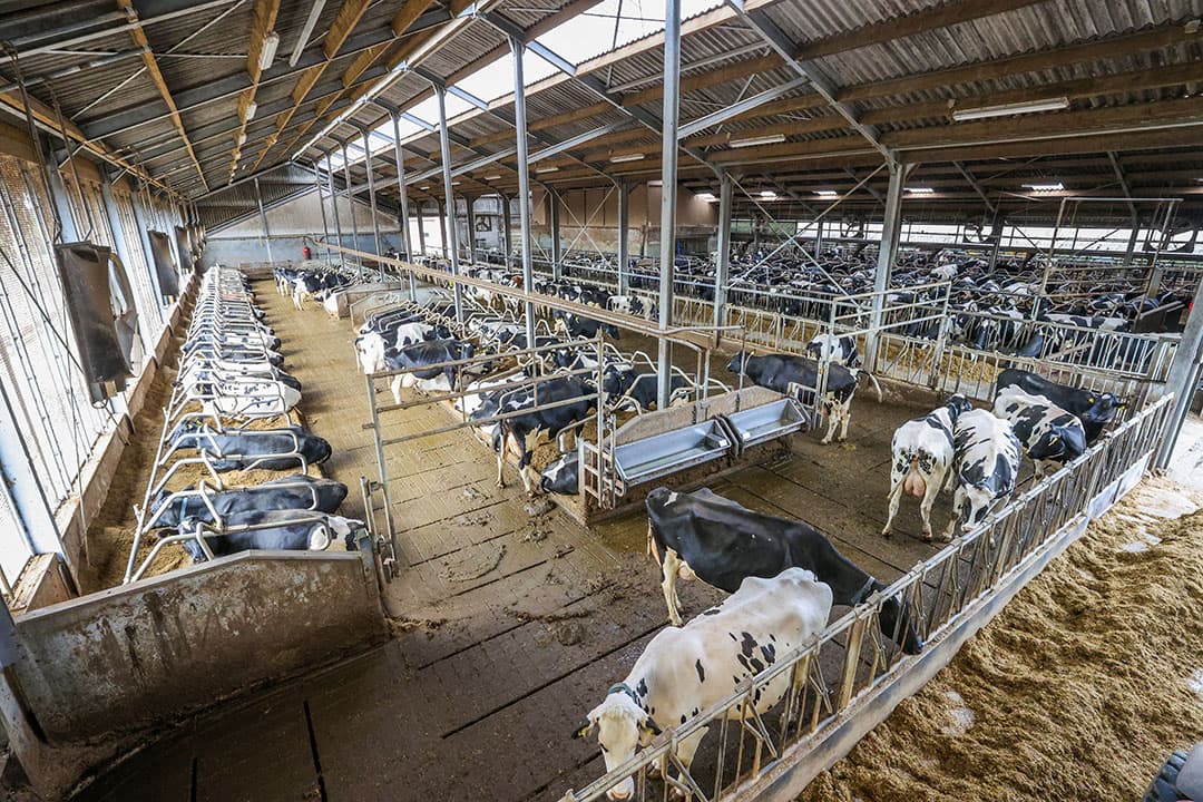 De conception rate ligt nu op 31,3%. Dit wil Schenning naar 38% brengen. Dan wil hij later beginnen met inseminsern.