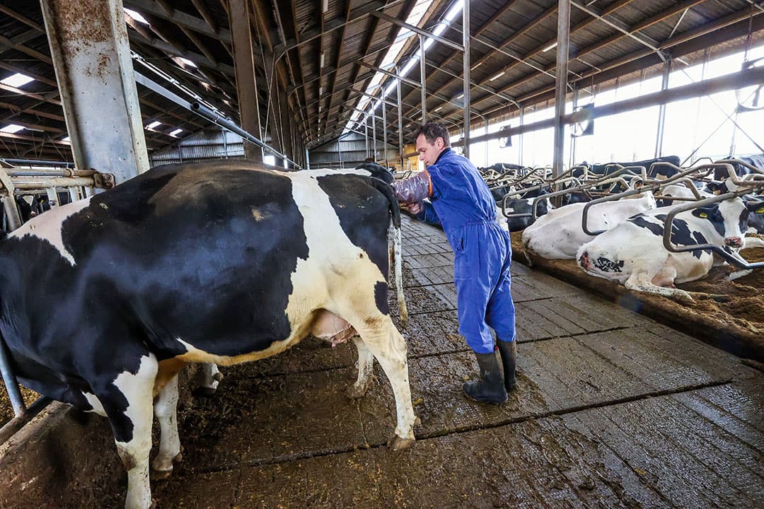 Schenning heeft nu een duidelijk stappenplan met het insemineren. Hij hoeft er een stuk minder over na te denken. - Foto's: Bert Jansen