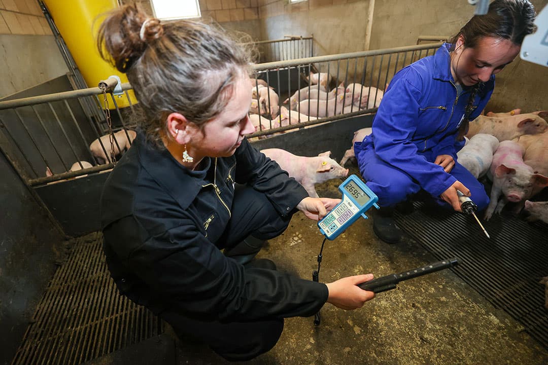 Varkenshouder Twan Dirks stelt zijn bedrijf in Loon op Zand (N.-Br.) beschikbaar voor onderzoeksprojecten van studenten van HAS Hogeschool Den Bosch. Tijdens de controles meten de studenten de hoktemperatuur en het CO2-gehalte. - Foto: Bert Jansen