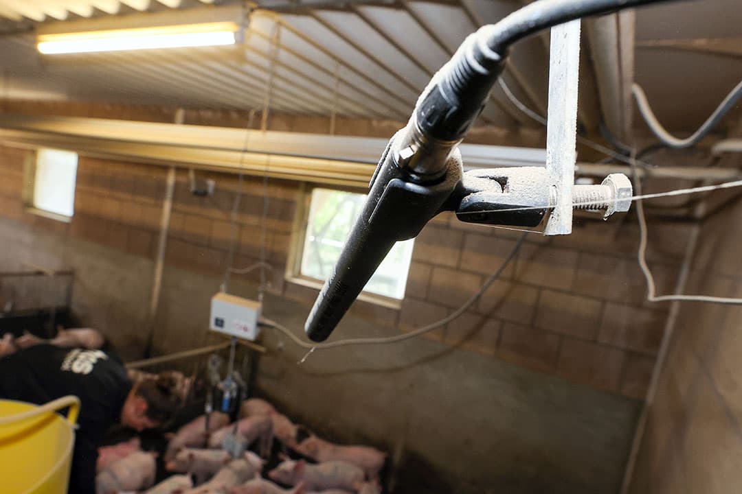 Met behulp van een camera en microfoon brengen de HAS-studenten de geluiden en bewegingen van biggen in kaart.