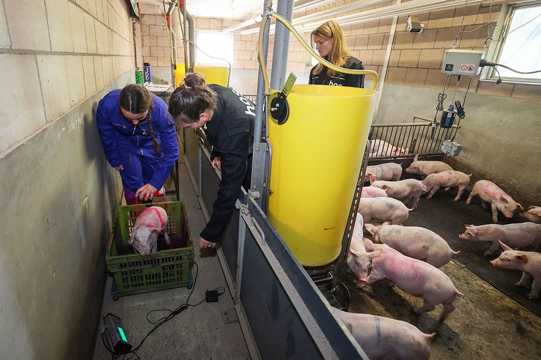 Biggen worden ook standaard gewogen. Onderlinge verhoudingen kunnen invloed hebben op de groei.