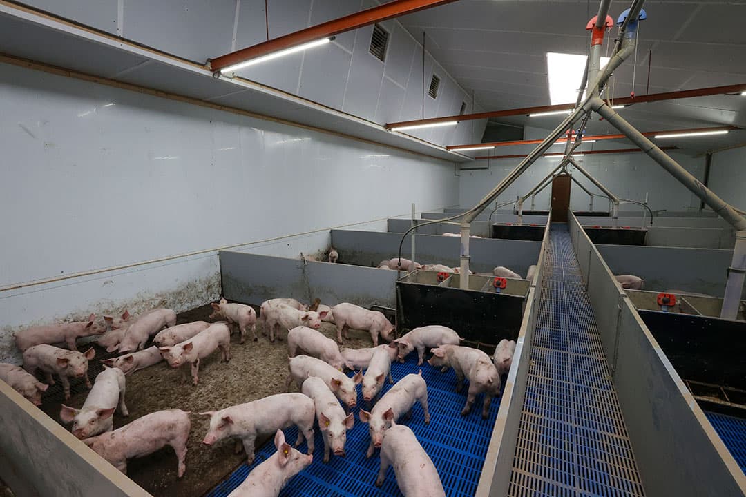 De verdeling dichte vloer rooster is 40/60. De schuif onder de controlegang is 3,60 meter breed en houdt het putkanalen onder de voerbakken schoon.