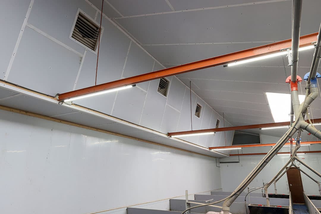 De lucht komt binnen via ventielen in een centraal kanaal. Achterin zit het afzuigpunt van de luchtwasser. De onderdruk wordt in de hele stal gelijk gehouden.