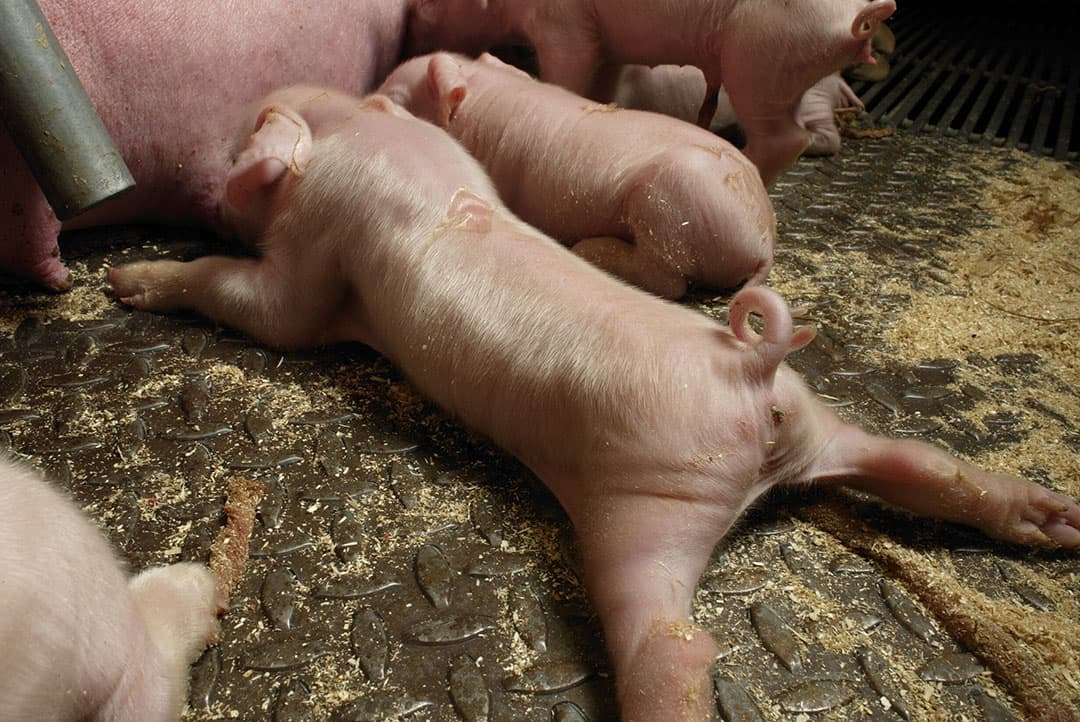 Precieze oorzaak van de spierziekte spreidzit is onbekend, maar zowel erfelijke factoren als omgevingsinvloeden spelen hierin een rol. - Foto's: Henk Riswick