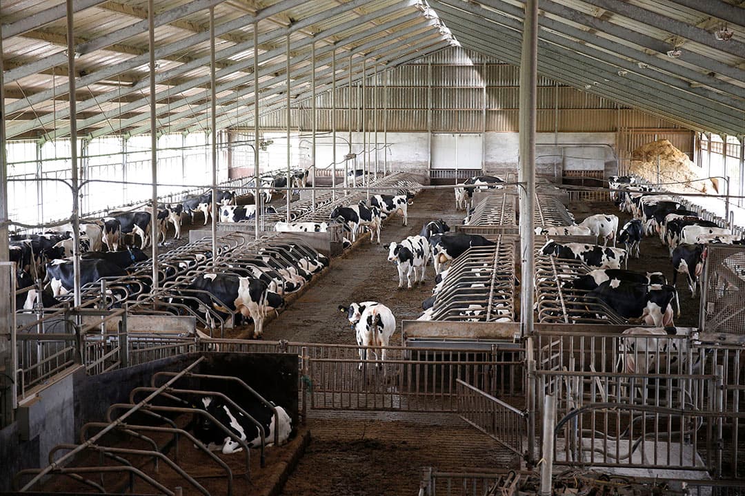 De tussenkalftijd verkorten met 30 dagen scheelt 183.000 liter melk totaal. - Foto's: Hans Prinsen