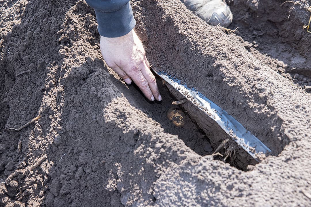 De slangen van de druppelirrigatie in de aardappelruggen.