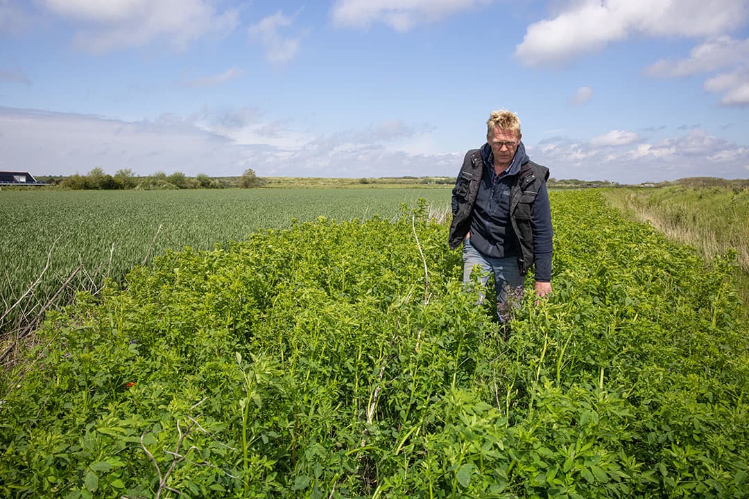 Rond vrijwel alle percelen heeft Mari Kristelijn bloemenranden ingezaaid. Die zijn aanzienlijk breder dan de wettelijk verplichte teeltvrije zone’s maar dienen ook als een vorm van maatschappelijke dienstverlening. - Foto: Peter Roek