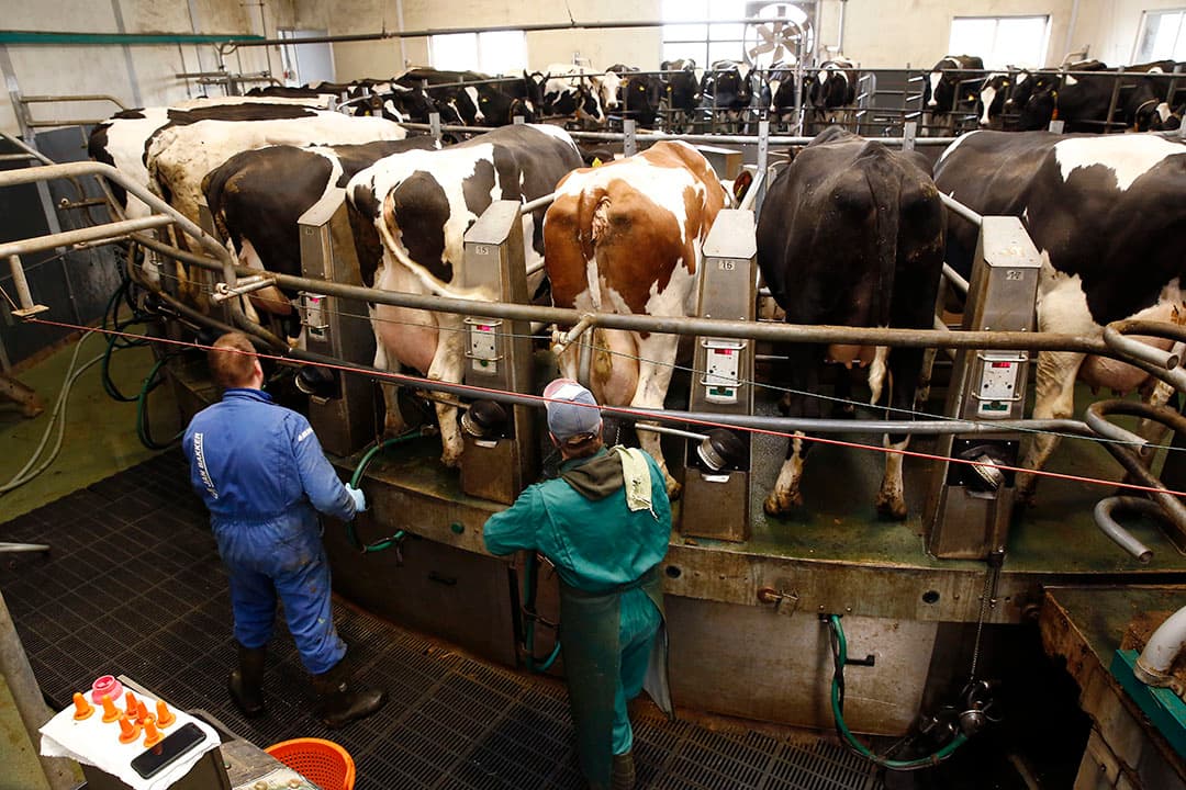 Nu de veehouder drie keer dag melkt, is het celgetal gedaald van 230.000 naar 180.000. De melkproductie steeg met gemiddeld 3 kilo per dag. - Foto's: Ton Kastermans Fotografie