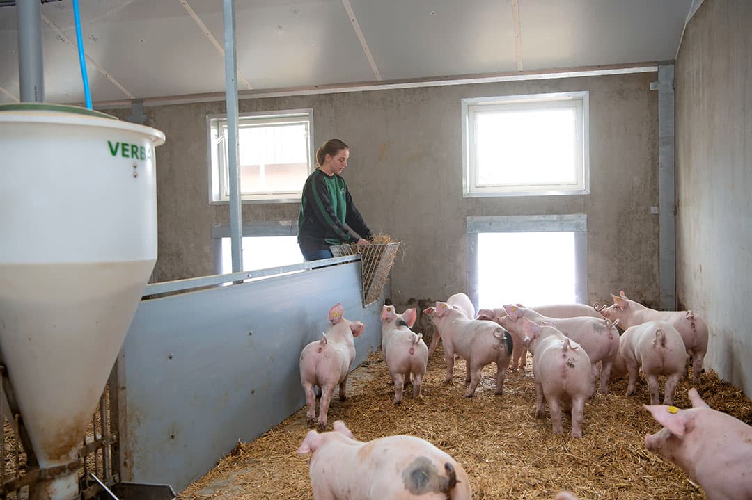 Bedrijfsopvolger Celine vult de ruif met hooi. Begin maart stonden er alleen nog biggen in één van de vier afdelingen. - Foto's: Michel Velderman