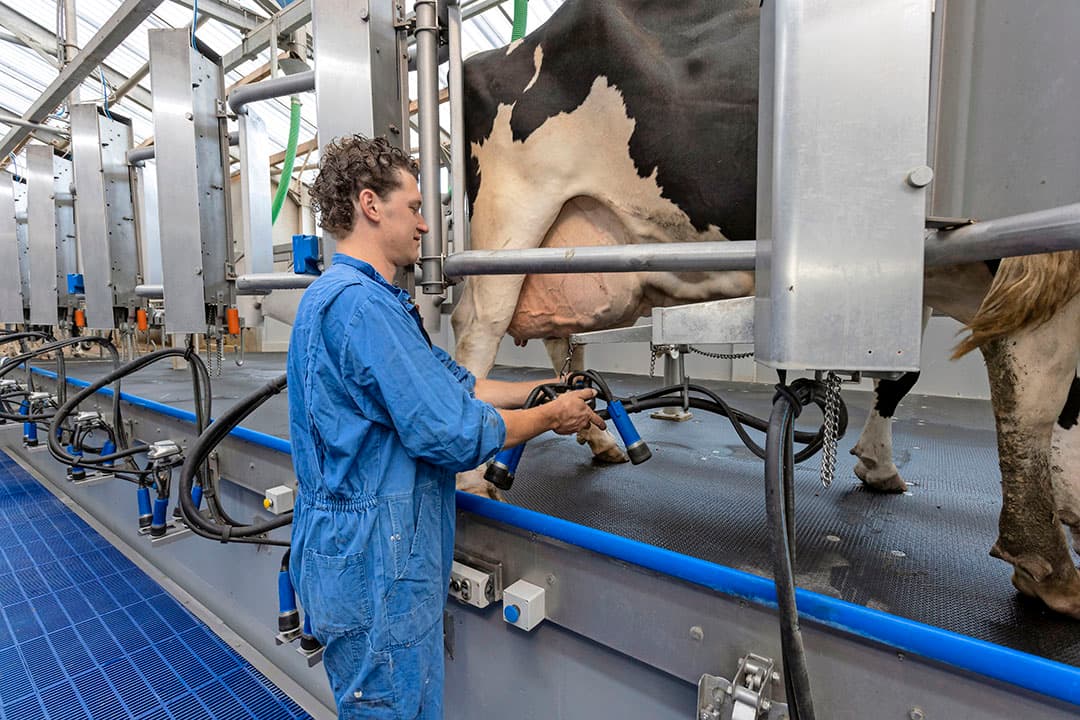 Familie Van den Burg-De Jong in Hazerswoude Dorp investeerde voor de boerenkaasproductie fors in de 2x8-melkstal en koos ook voor een Germania-melkarm. - Foto: Roel Dijkstra Fotografie