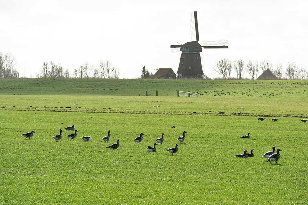 Het bedrijf van Kostelijk bevindt zich nabij een Natura 2000-gebied. In de buurt foerageren duizenden ganzen.