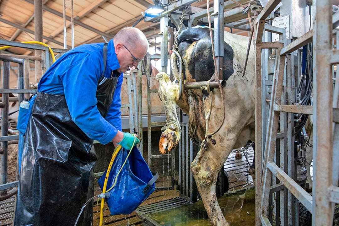 Chris van der Vegt ontwikkelde samen met zijn zoon Johan een methode om koeien met huidaandoeningen te behandelen met ozonwater. - Foto's: Anne van der Woude