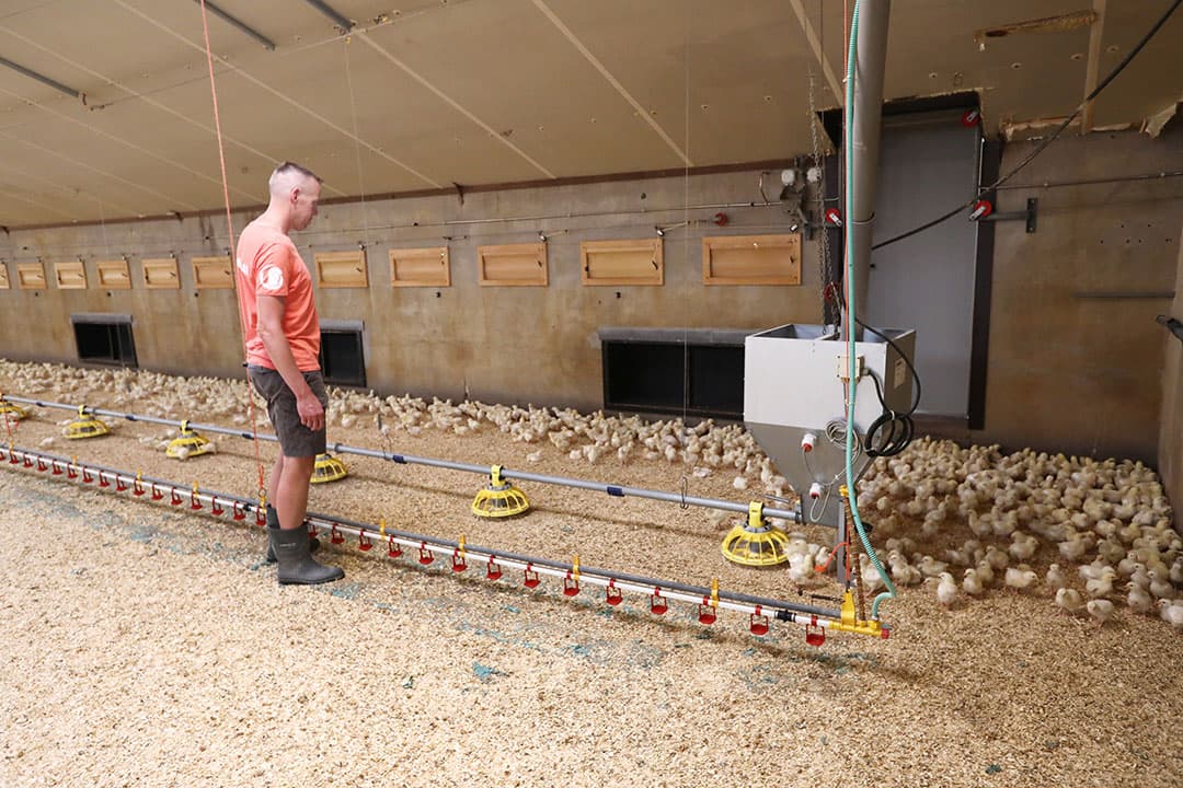 Patrick Oude Kotte beleeft veel plezier aan het houden van Beter Leven-kuikens. De hoge stookkosten zijn een aandachtspunt, waar de ondernemer een passende oplossing voor zoekt. - Foto: Henk Riswick