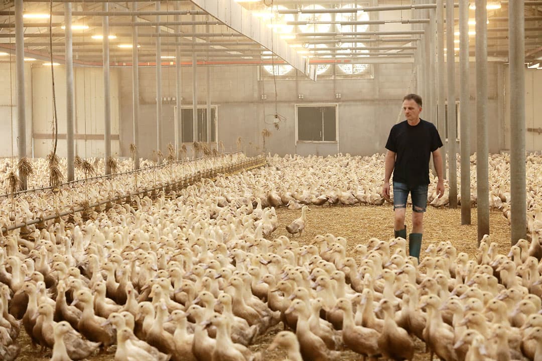 De eenden zitten in stallen van een voormalig legkippenbedrijf dat Everink in 2018 overnam. Vorig jaar stonden deze stallen ruim vier maanden leeg. - Foto's: Henk Riswick