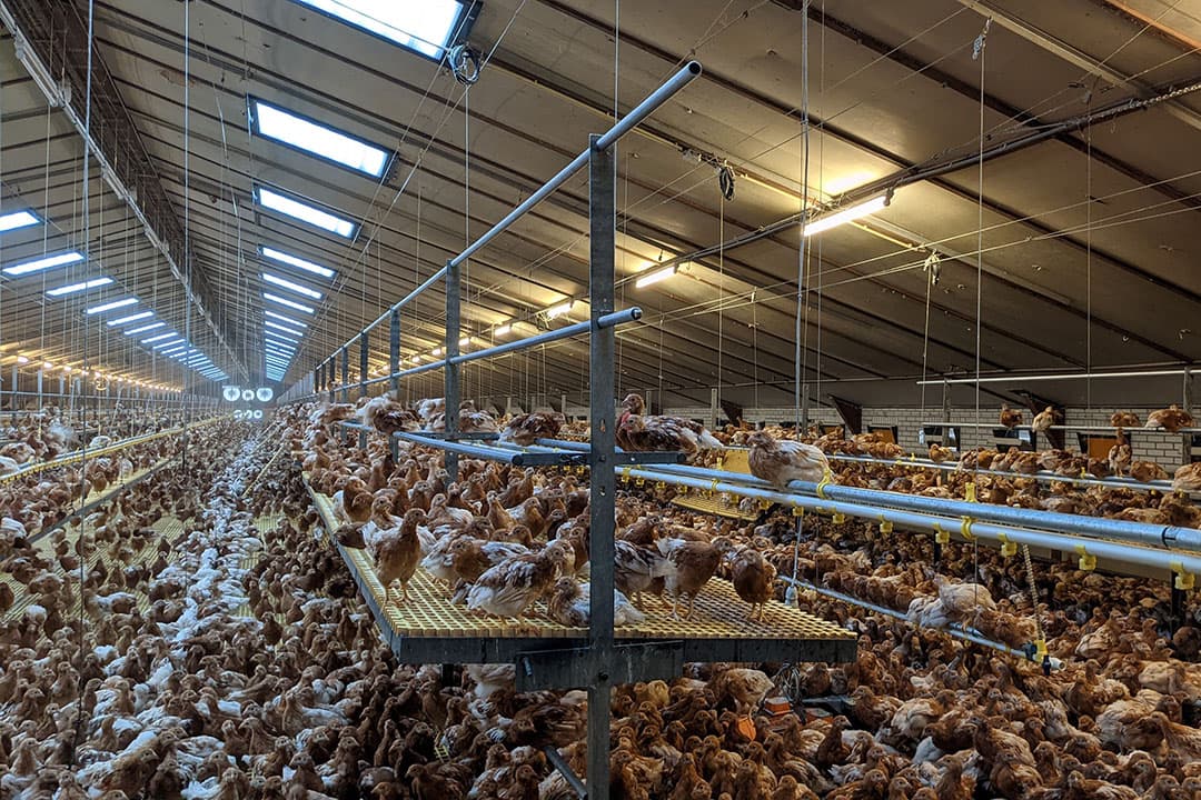 Wolters fokt de hennen op in een NivoVaria-systeem van Jansen Poultry Equipment. Tot 2003 waren de stallen in gebruik voor vleeskuikens. - Foto's: Dick van Doorn