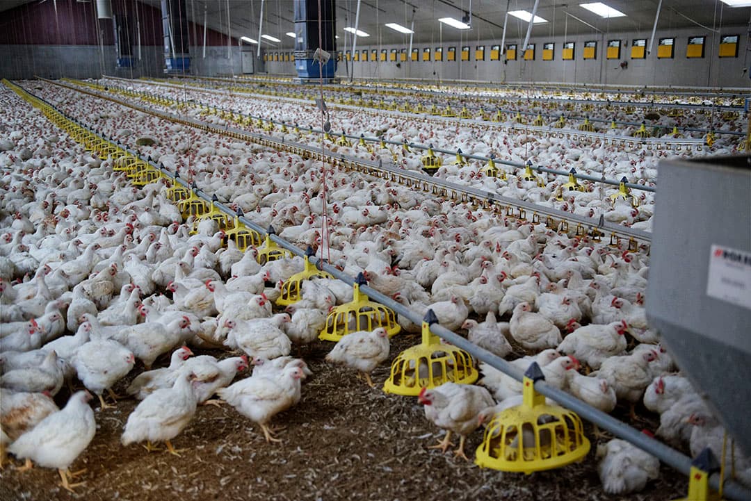 Veel vleeskuikenhouders zijn momenteel aan het overwegen of zij aan de eisen van het Beter Leven-keurmerk willen voldoen. Ook Vroone bekijkt de mogelijkheden en is zijn opties aan het overwegen. - Foto: Lex Salverda