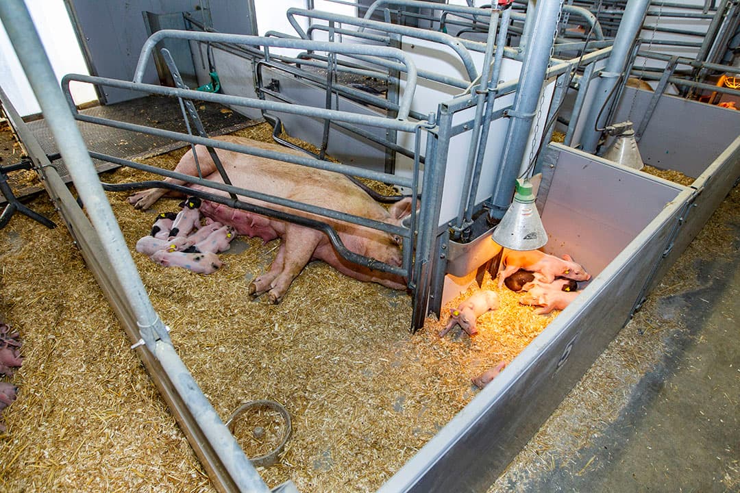 Beeld van een van de ruime kraamhokken. De speenleeftijd is 42 dagen. Bosch werkt met een rotatiekruising (Deens landras x Topigs York) x PIC 408. - Foto: Ronald Hissink