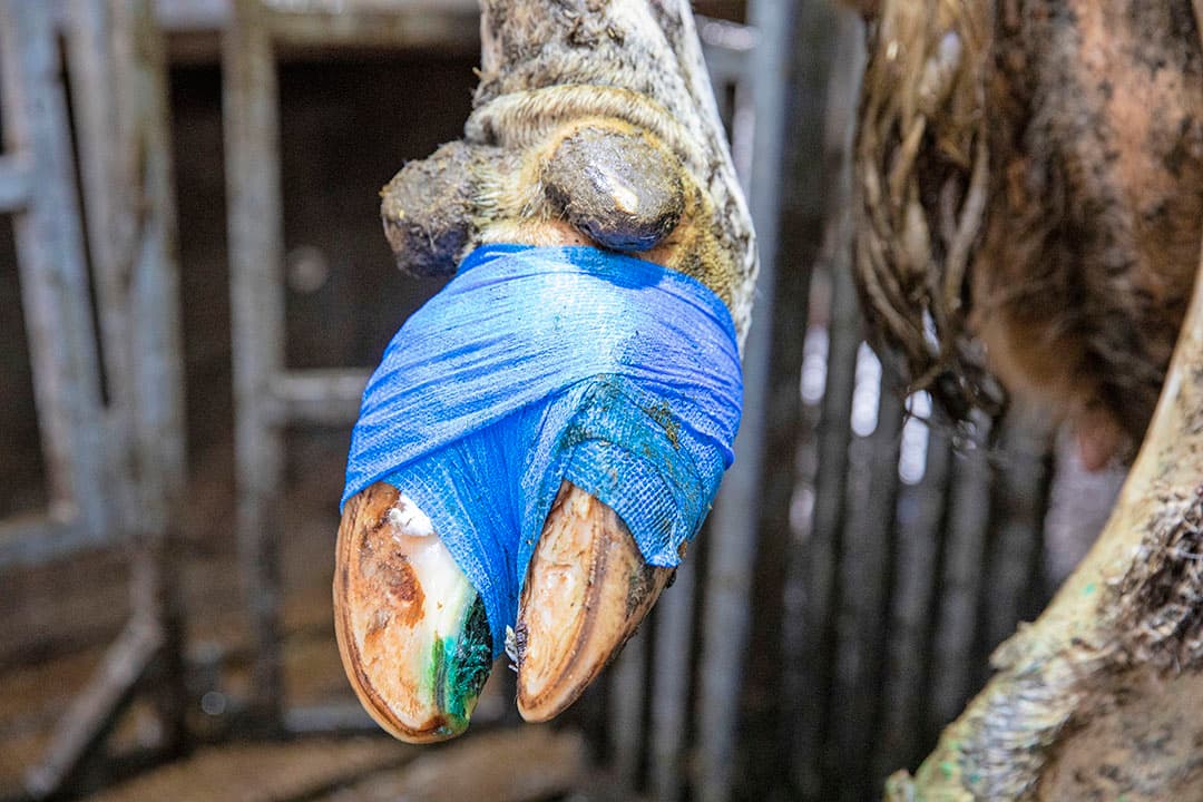 Na de behandeling wordt de wond gesprayd en ingepakt, om contact met bacteriën te vermijden.