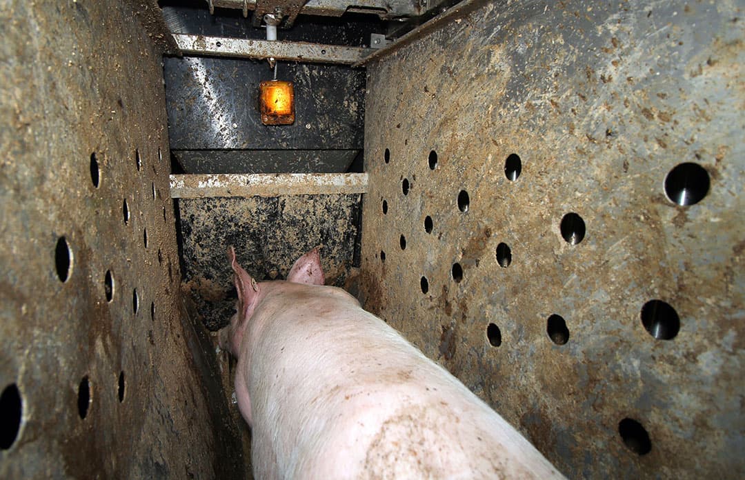 Close-up van een vretend vleesvarken in de Selfifeeder GFI. Let op het gele licht bovenin. - Foto's: Vincert ter Beek