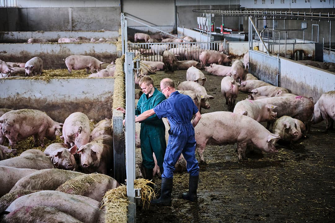 Nico en Tom Kroes bij de dragende zeugen. De strostal bevalt prima, alleen maken de zeugen het soms nog te smerig. - Foto's: Fred Libochant