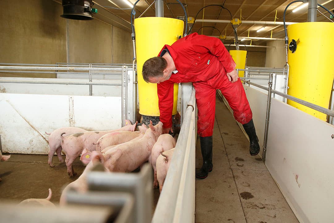De eerste biggen liggen in de nieuwe vleesvarkensstal. Wiljo Kraaijenbrink controleert de waternippels in de tweedehands droogvoerbakken die er nog als nieuw uitzien.