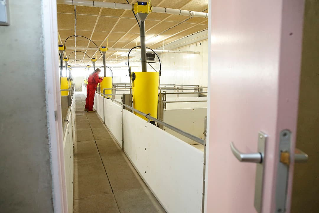 De nieuwe stal telt 5 afdelingen met 12 hokken en een restafdeling met 2 hokken. De 300 dieren per afdeling voor deze stal worden aangekocht.
