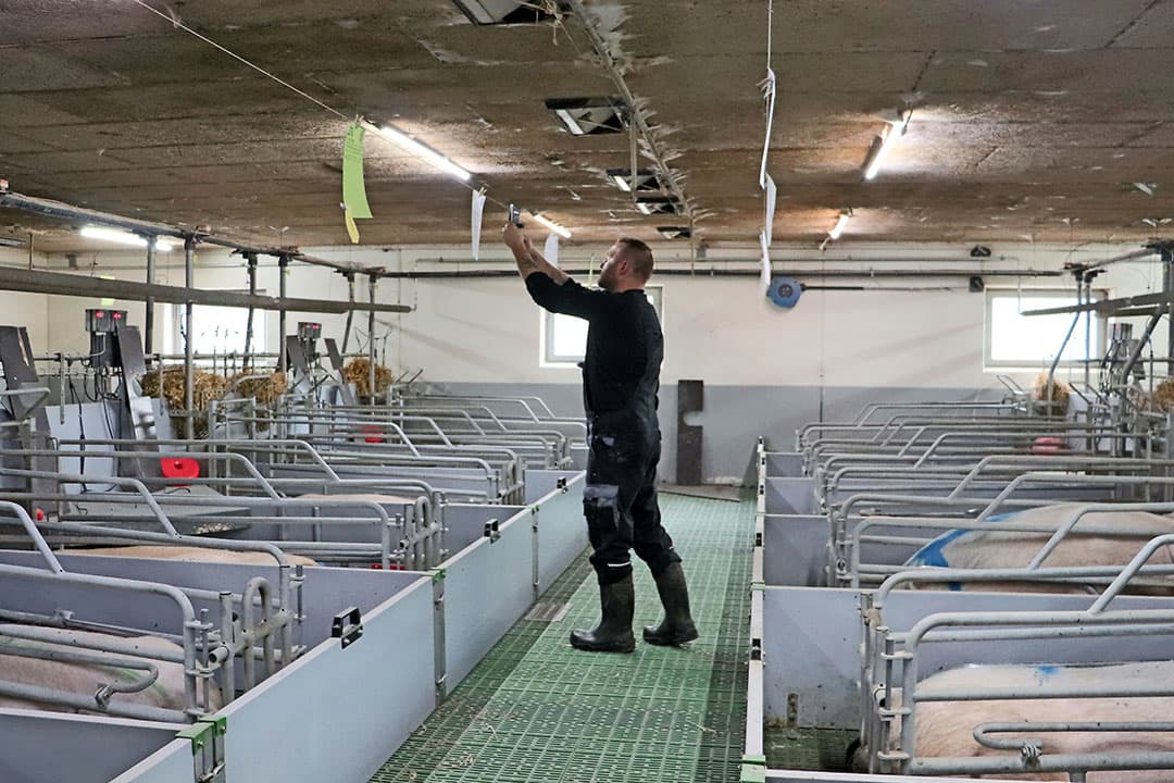 Bedrijfsleider Rasmus in de kraamstal. Alle behandelingen worden telkens vastgelegd, wat ook inzicht geeft in tijdsbesteding. - Foto's: René Stevens