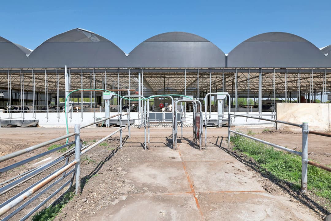 Een belangrijk uitgangspunt bij het ontwerp van de stal is weidegang. Daarvoor is de bestaande selectiepoort weer in gebruik.