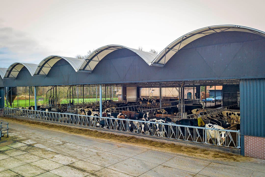 De koeien vreten graag aan dit voerhek aan de buitenkant. Deze kant van de stal is open, alle andere zijden kunnen dicht met gordijnen. - Foto's: Koos Groenewold