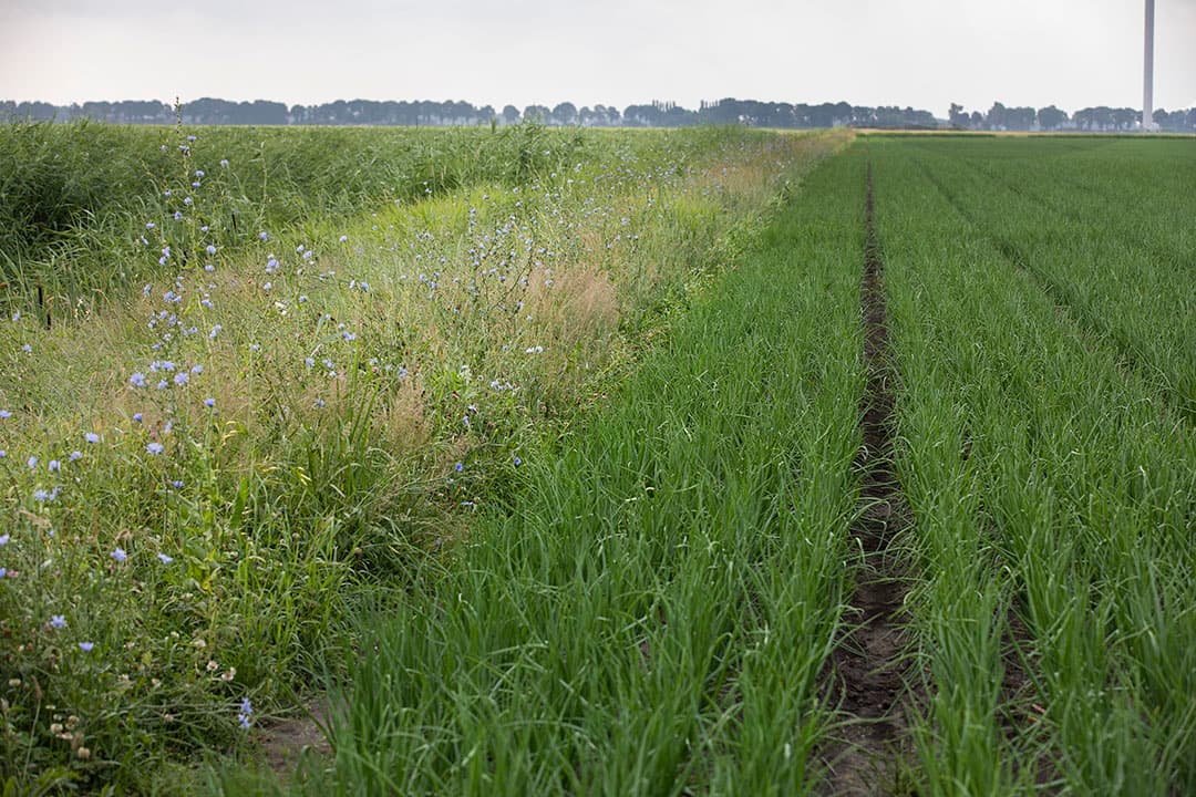 Rijden over de akkerrand is taboe, het is geen kopakker. Bij het sloten uithalen moet de bagger op het perceel ernaast.
