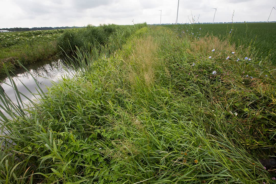 De akkerrand beperkt drift naar slootwater. Er zitten insecten in en er schuilt wild. Helaas bloeit het niet altijd even rijk.
